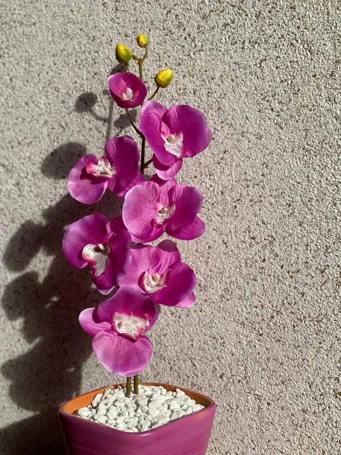 Apartment Orchid 021 Нови Сад Екстериор снимка